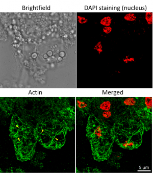 Donkey anti-Mouse IgG (H&L), DyLightŪ 488 conjugated in the group Secondary Antibodies / Anti-Mouse / Fluorescent / DyLightŪ / DyLightŪ 488 at Agrisera AB (Antibodies for research) (AS10 1261)